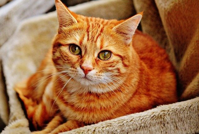 В Одессе принимают работы на онлайн фотовыставку «Коты»