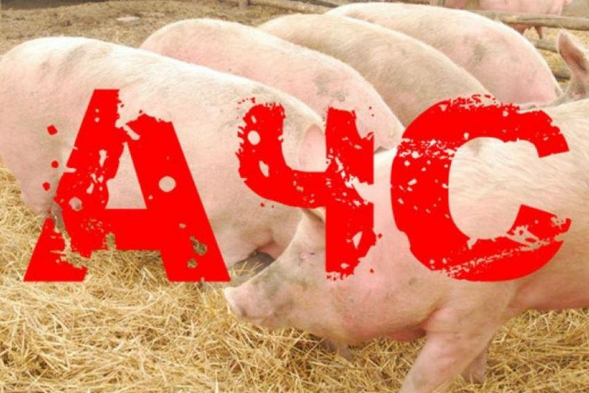 АЧС Африканская чума свиней