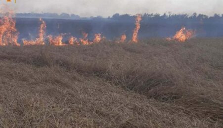 В Одесской области загорелось пшеничное поле