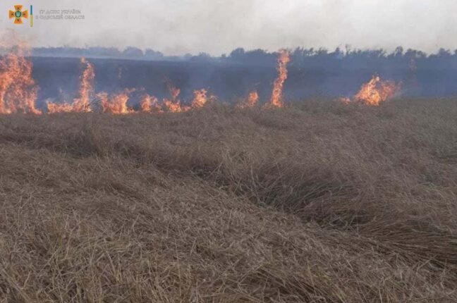 В Одесской области загорелось пшеничное поле