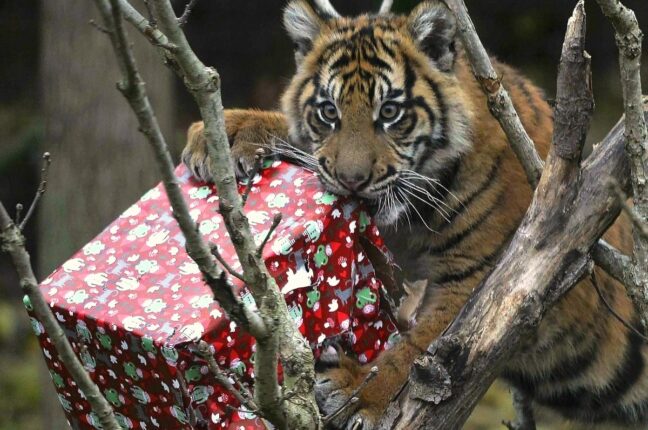 Одесситов приглашают на Рождественский праздник в зоопарк