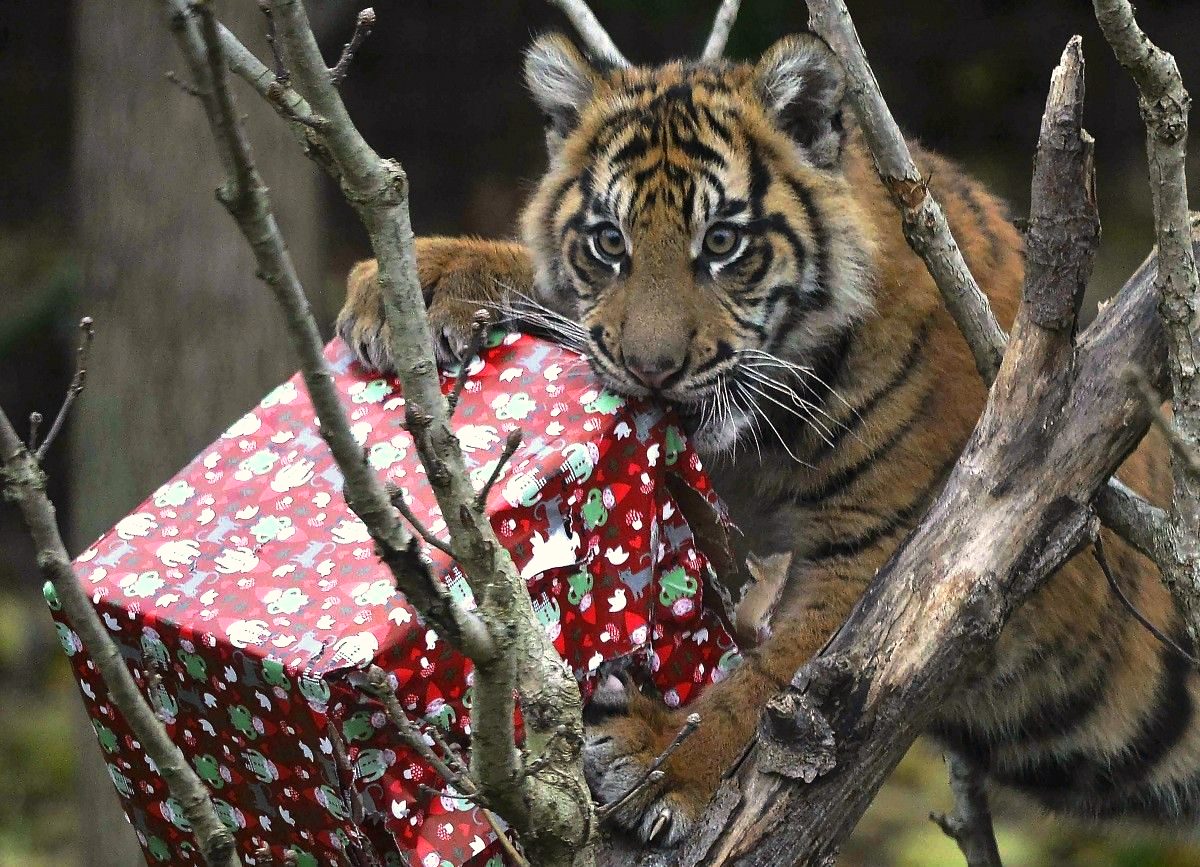 Одесситов приглашают на Рождественский праздник в зоопарк