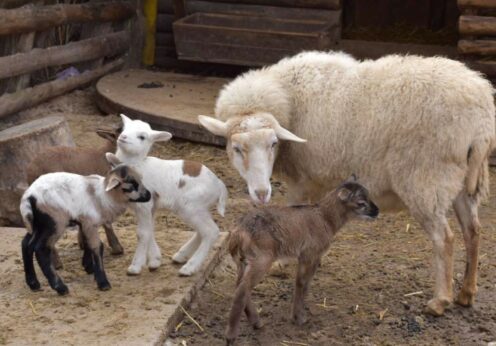 В Одесском зоопарке появились на свет детеныши овец и ко