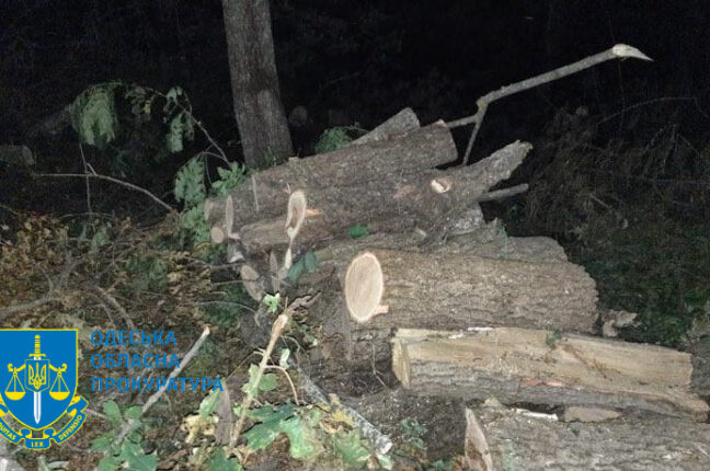 В Одесской области депутата и его сообщников осудят за незаконную вырубку леса