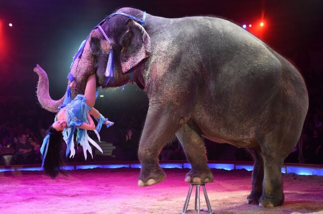 В Украине запретили цирки с животными