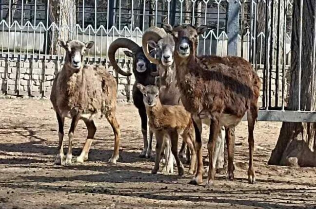В Одесском зоопарке появились маленькие муфлоны