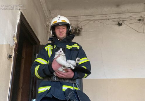 Одесские пожарные спасли котов и грызуна из горящей квартиры