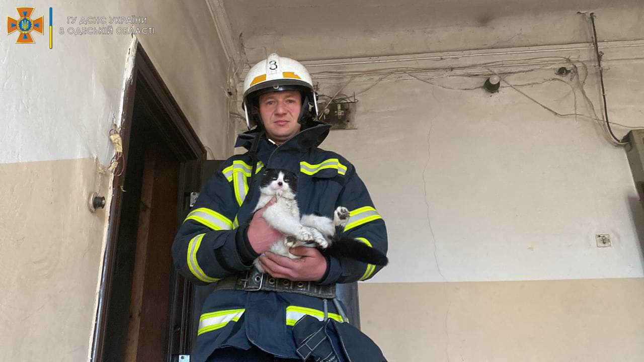 Одесские пожарные спасли котов и грызуна из горящей квартиры