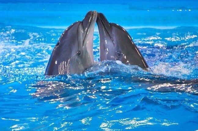 дельфины из Харькова
