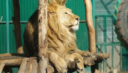 Одесский зоопарк готов принять животных из разрушенного экопарка Харькова