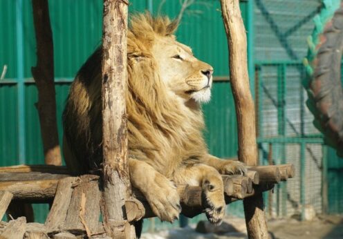 Одесский зоопарк готов принять животных из разрушенного экопарка Харькова