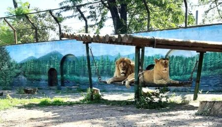 Харьковские львы восстановились и хорошо себя чувствуют в Одесском зоопарке
