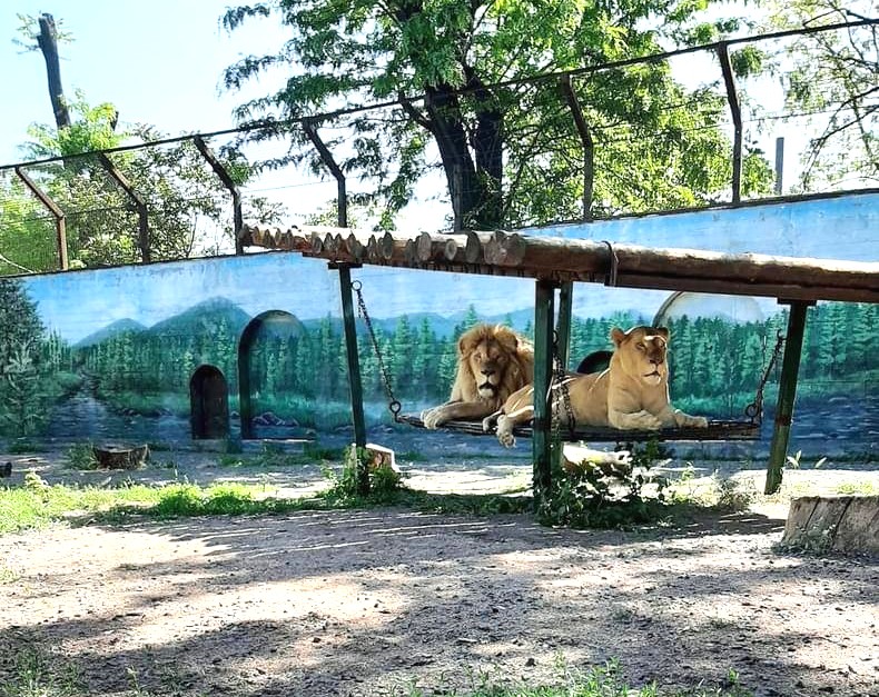 Харьковские львы восстановились и хорошо себя чувствуют в Одесском зоопарке