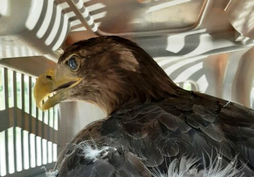 В Одесі виявили рідкісного птаха