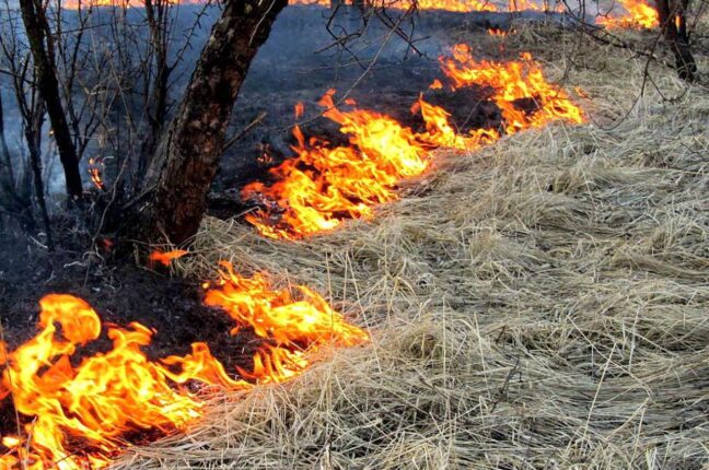 В Одесі очікується висока пожежна небезпека