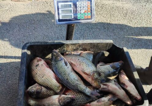 У одесита вилучили понад 100 кг риби без документів