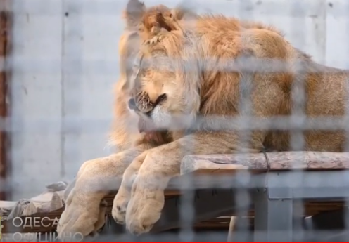 В Одеському зоопарку з’явився новий лев’ятник