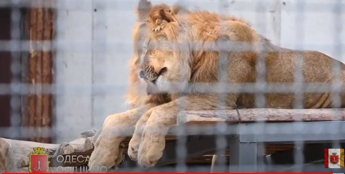 В Одеському зоопарку з’явився новий лев’ятник