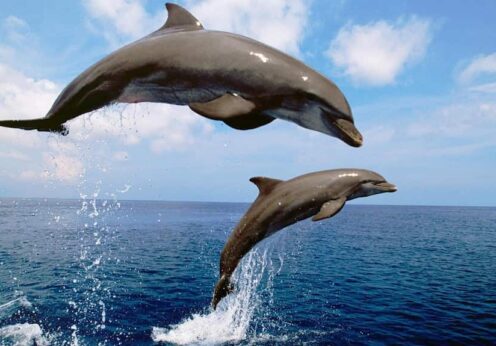 На узбережжі Одеської області загинули 95 дельфінів
