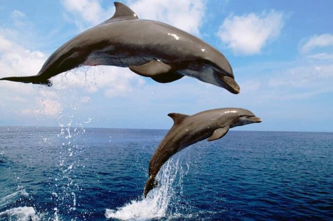 На узбережжі Одеської області загинули 95 дельфінів