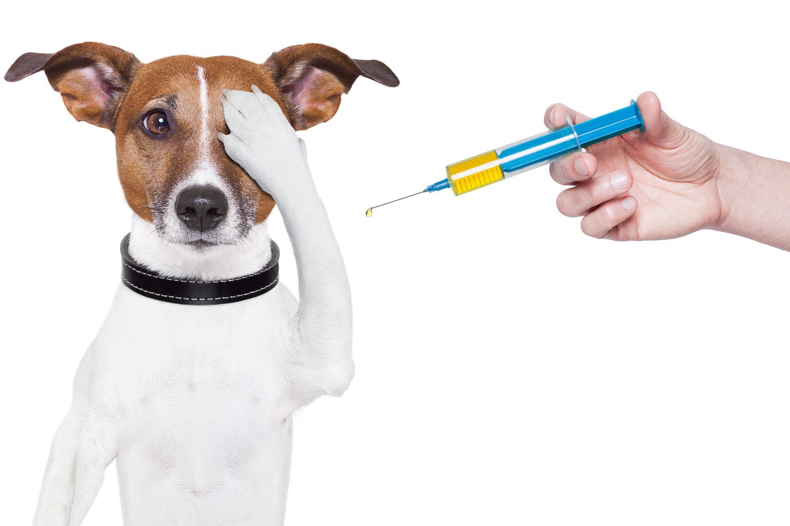 домашні тварини, вакцинація, чипізація