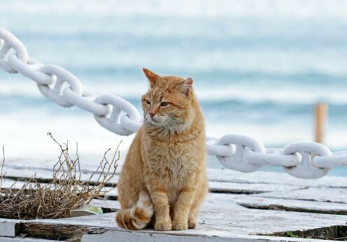 рудий кіт, Одеса, пляж, одеський кіт