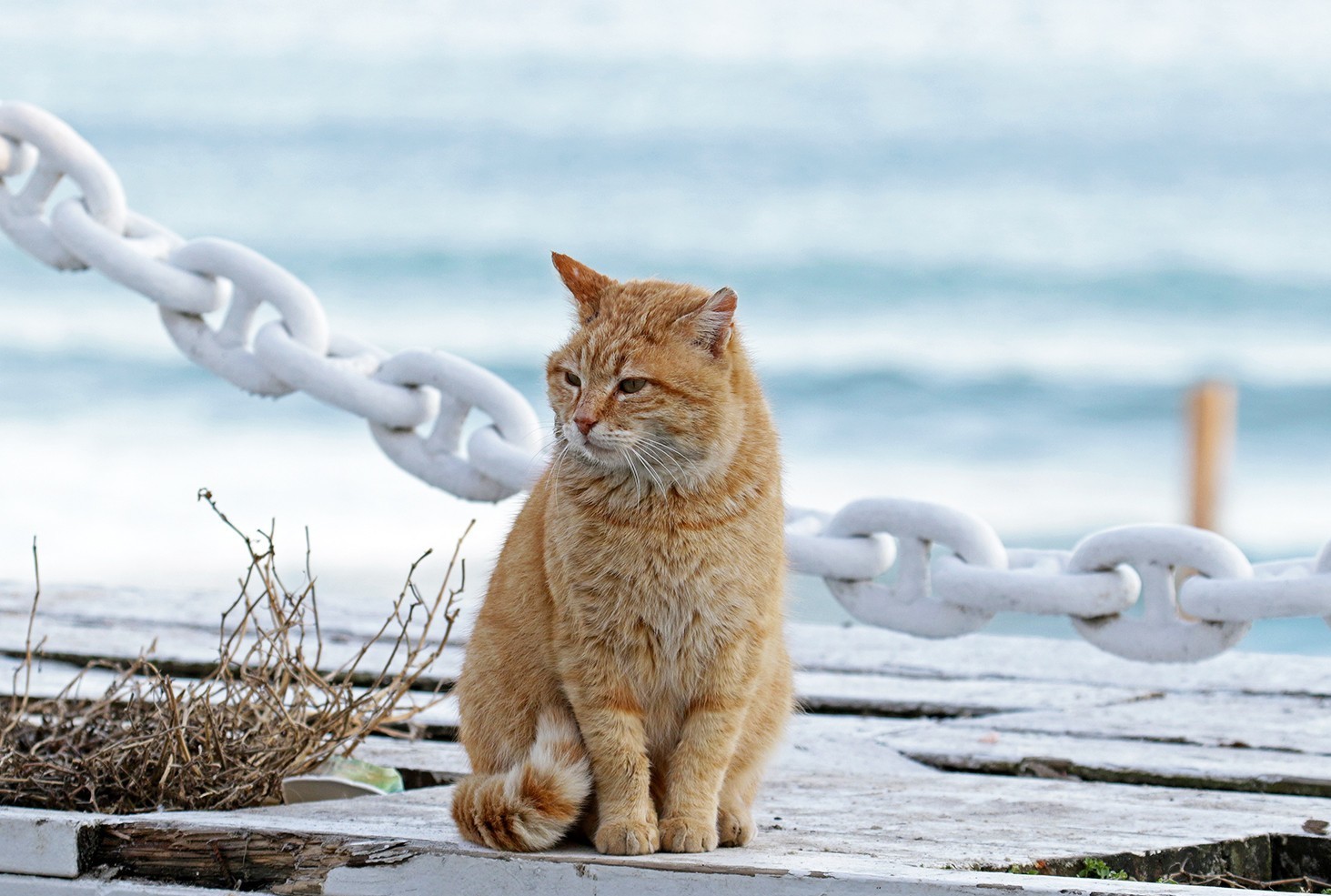 рудий кіт, Одеса, пляж, одеський кіт