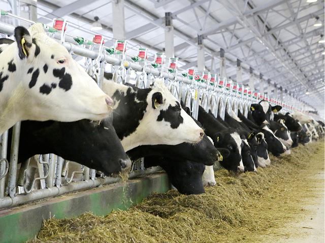 У господарствах Одещини зареєстровано майже 53 тис. сільськогосподарських тварин