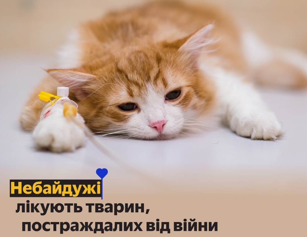 Мешканці Одещини можуть допомогти вилікувати постраждалих від війни тварин.