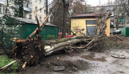 В Одесі вітер повалив 14 дерев