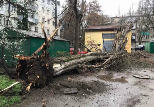 В Одесі вітер повалив 14 дерев