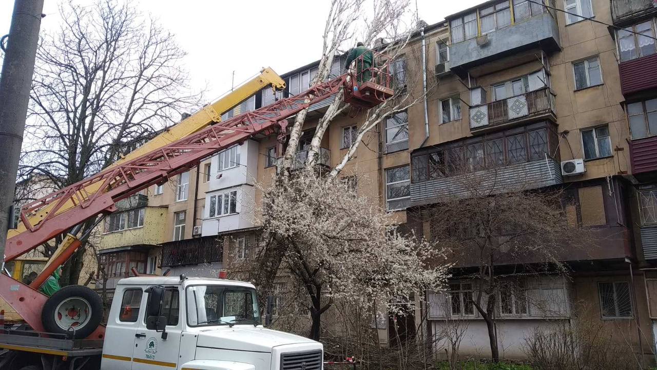 Сильний вітер в Одесі призвів до падіння понад 100 дерев