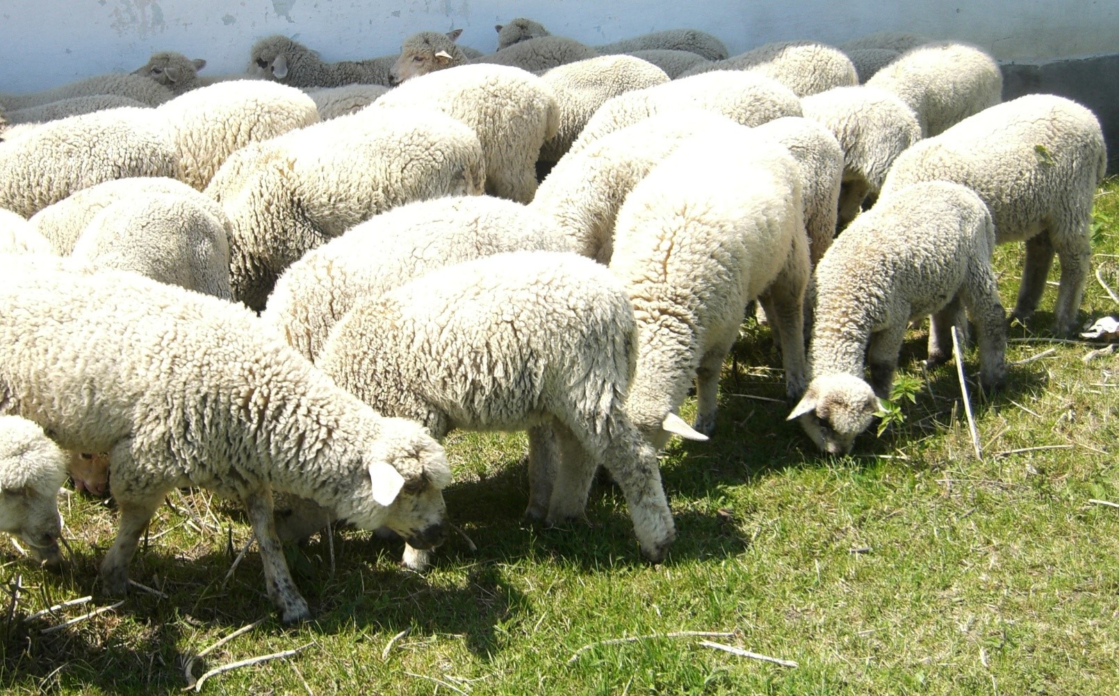 вівчарство