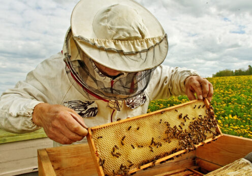 Бджоляр працює на пасіці
