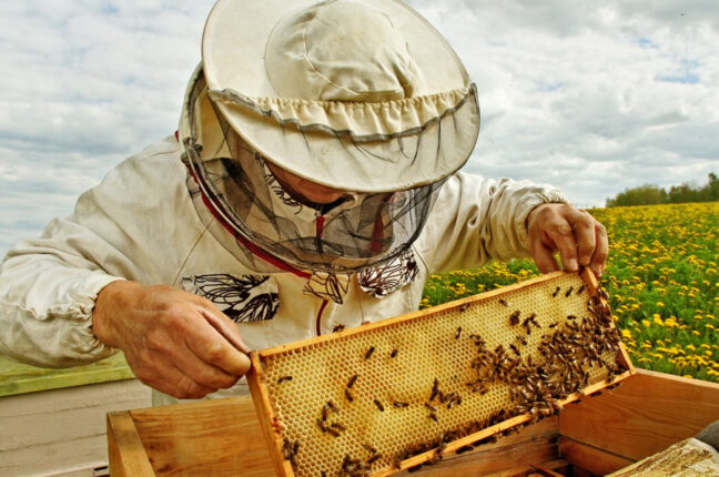 Бджоляр працює на пасіці