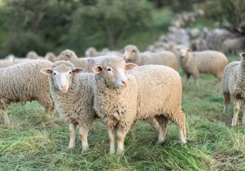 515 овець - зникло у фермера Вилківської громади