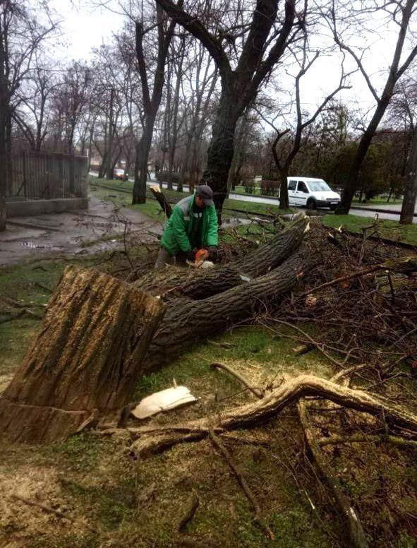 Одеса, непогода, повалено 14 дерев