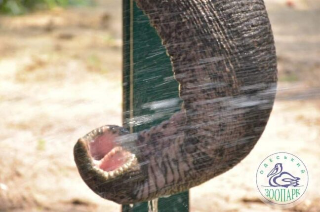 20 июня, В Одеському зоопарку живе слониха Венді, Всемирный день защиты слонов в зоопарках, Всесвітній день захисту слонів у зоопарках, Одесский зоопарк, Одеський зоопарк, Слон в Одесском зоопарке